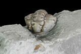 Wide Enrolled Flexicalymene Trilobite - Mt Orab, Ohio #85615-2